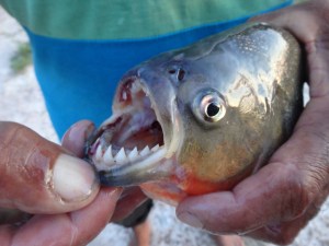 piranha, ungefährlich weil tot, dafür lecker!!!