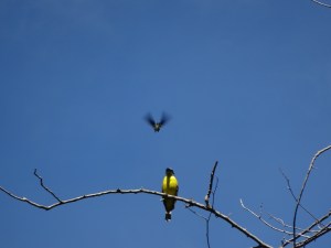 kere kere mit kolibri - der gelbe vogel heißt "kere kere", weil er immer so ruft, und das viel, was dazu führt, dass männer ihre frauen, die viel schimpfen, auch "kere kere" nennen!