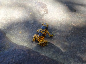 rana de oro - güldener pfeilgiftfrosch (bitte nicht dran lecken!)