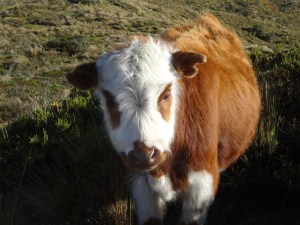 vaca andina - kreuzung aus kuh u brillenbär