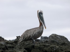 pelikan - guter charakter aber schlechter fischer