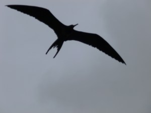 fregattvogel - eleganter flieger aber miesr charakter