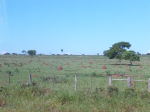 eingezäunte Termitenfarm in Mato Grosso, damit die Termiten nicht fliehen können