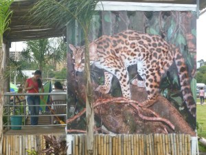 zwar ein Ozelot, gehört aber zu den