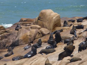 "Lobos Marinos" in Cabo Polonio