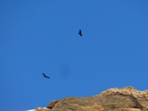 sind zwar auch bloß Geier, aber majestätische!
