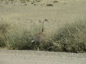 dies ist kein todessehnsüchtiger Lemmingvogel sondern "nur" ein braver und vernünftiger Nandu, dem ein Straßenrand völlig genügt.