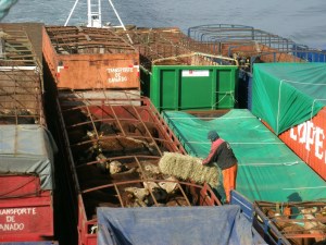 Fütterungszeit auf dem Viehtransporter!