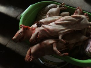 Meerschweinchen auf dem  Mercado Dan Pedro in Cusco für 20 Soles das Stück (ca. 5€)
