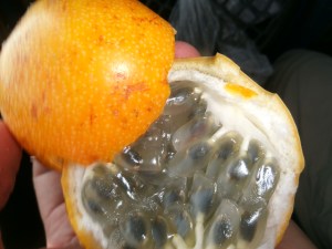 Kaulquappen-Obst??? Nein, Granadilla!!