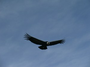 Flughyäne  auf Sichtungsflug angelockt durch Seelöwenplazenta