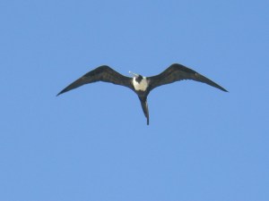 Fregattvogel mit einwandfreiem Gegenwindverhalten